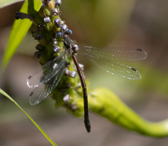 Lestes forcipatus