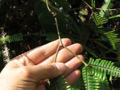 Gleicheniaceae