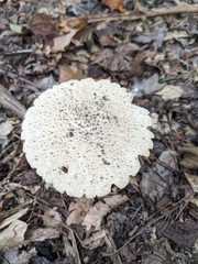 Amanita pelioma