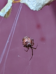 Parasteatoda