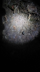 Coleoptera