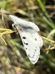 Parnassius smintheus
