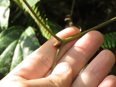 Gleicheniaceae