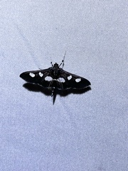 Desmia