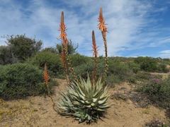 Aloe glauca