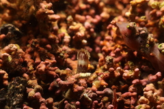 Scolanthus callimorphus