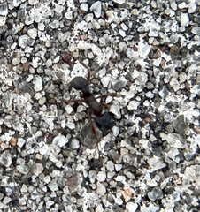 Cyphomyrmex