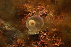 Calyptraea chinensis