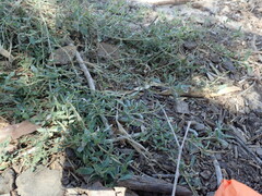 Atriplex semibaccata