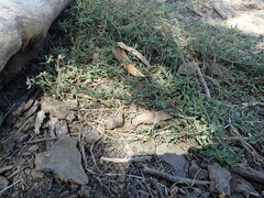 Atriplex semibaccata