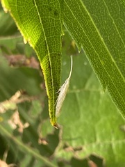 Plutella porrectella