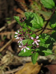Cuphea racemosa