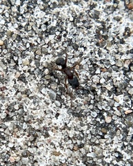 Cyphomyrmex