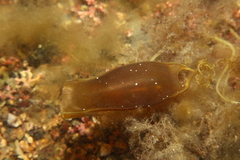 Scyliorhinus canicula