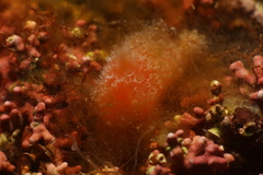Aplidium elegans