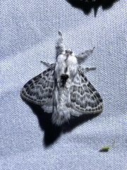 Tolype distincta