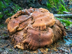 Laetiporus conifericola