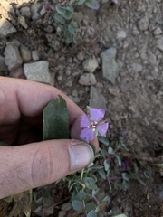 Epilobium obcordatum