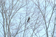 Buteogallus meridionalis