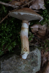 Suillus viscidus