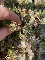 Epilobium obcordatum