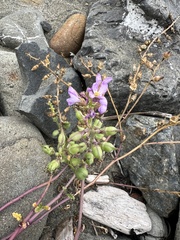 Cakile maritima