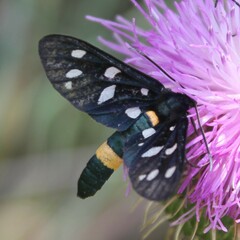 Amata ragazzii