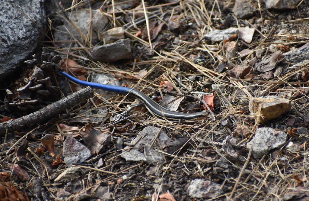 Western Skink from Kootenay Boundary, BC, Canada on August 18, 2022 at ...