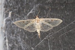 Herpetogramma aquilonalis