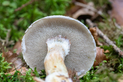 Suillus viscidus