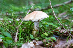 Suillus viscidus