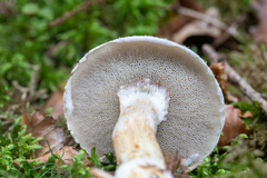 Suillus viscidus