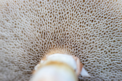Suillus viscidus