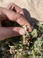Epilobium obcordatum