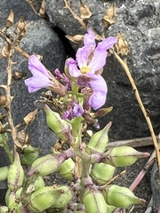 Cakile maritima