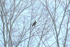 Buteogallus meridionalis