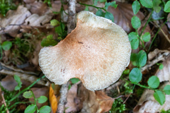 Suillus viscidus