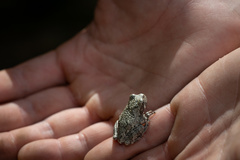Hyla chrysoscelis