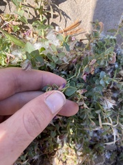 Epilobium obcordatum