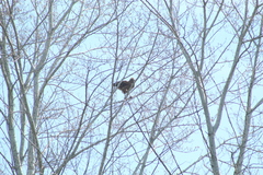 Buteogallus meridionalis