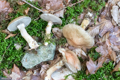 Suillus viscidus