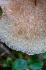 Suillus viscidus