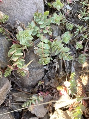 Epilobium obcordatum