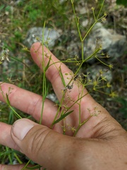 Bupleurum falcatum