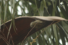 Dryobates spilogaster