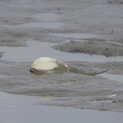 Limulus polyphemus