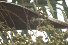 Dryobates spilogaster