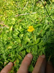 Erythranthe primuloides