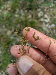 Bupleurum falcatum