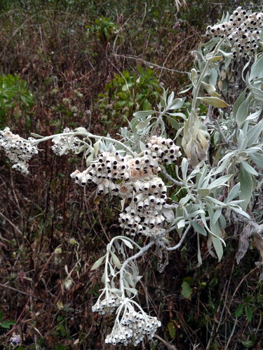 Helichrysum melaleucum
